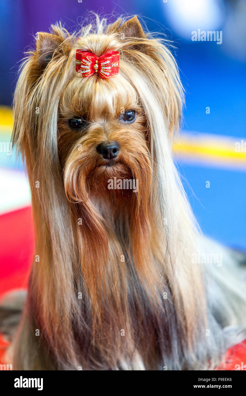 Yorkshire terrier long portrait de cheveux Banque D'Images