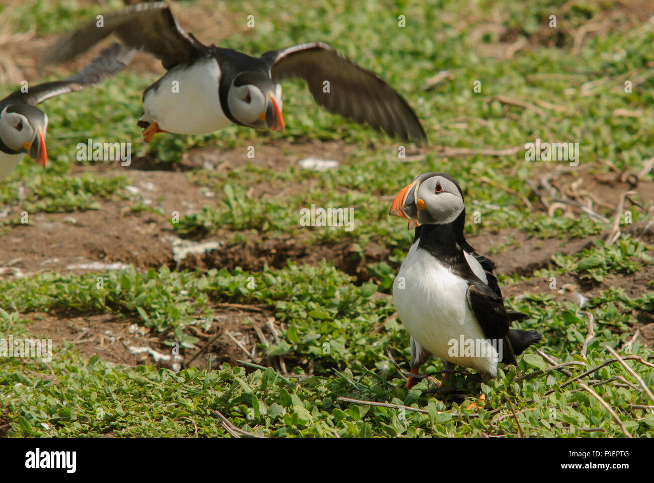 Les macareux sur l'Iles Farne Northumberland à la saison de reproduction Banque D'Images