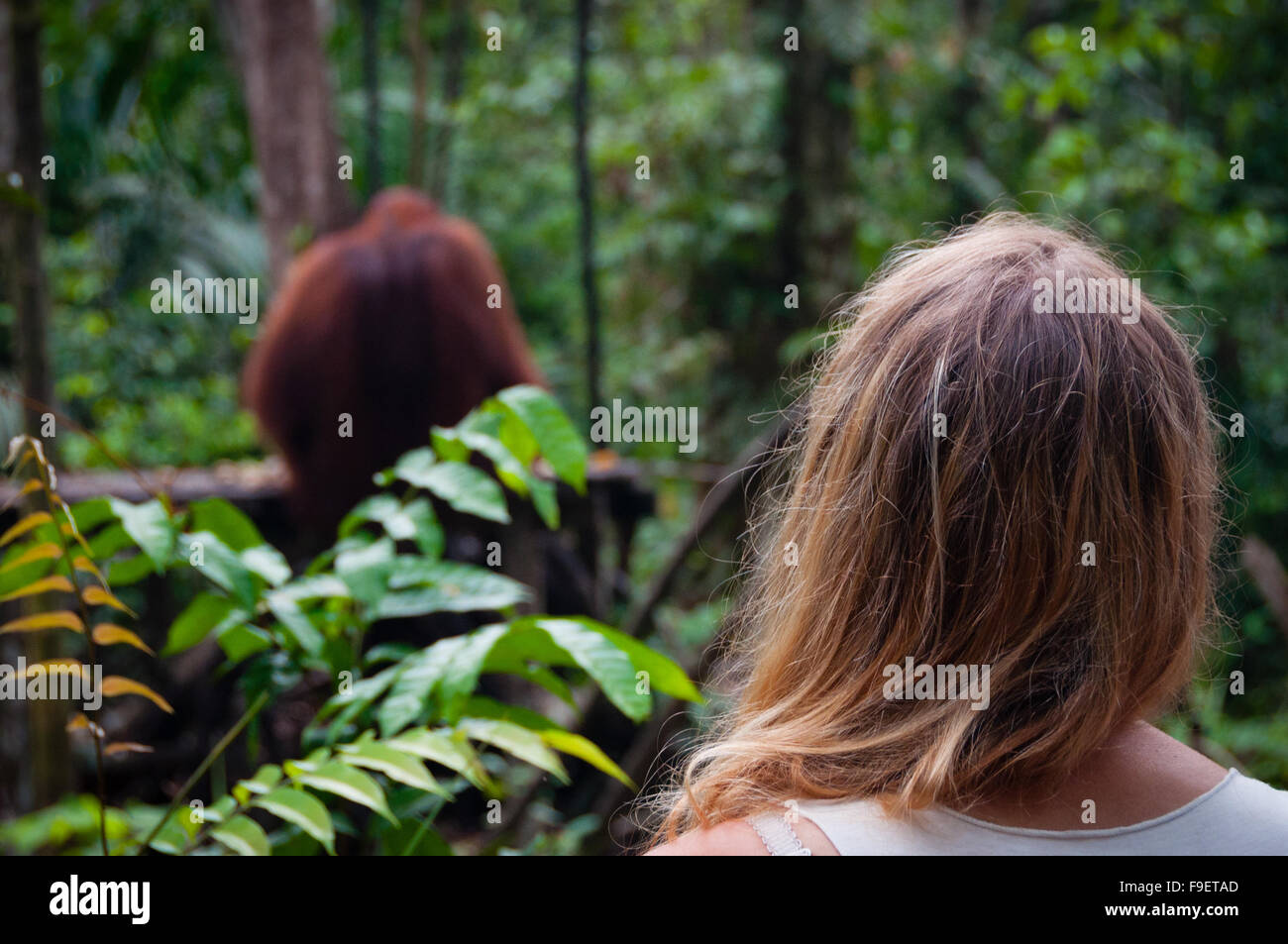 Femme de dos regardant orang-outan Banque D'Images