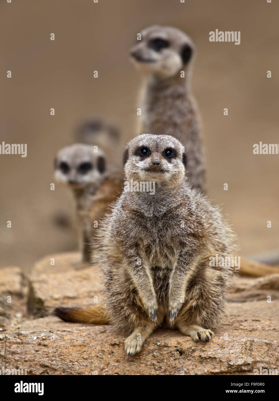 Groupe de queue mince les suricates (Suricata suricatta) Banque D'Images