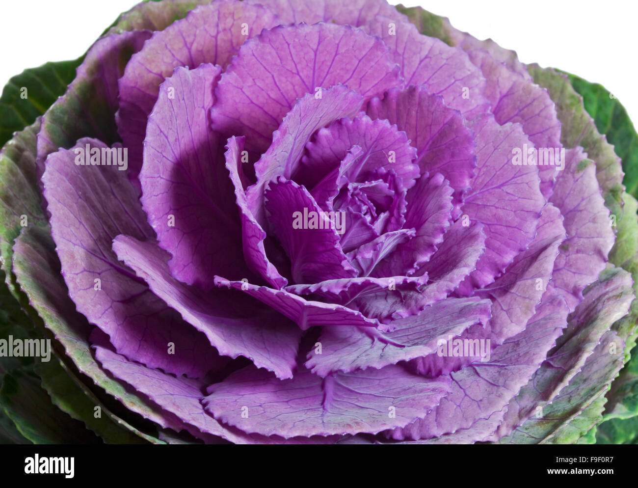 Chou ornemental Banque D'Images