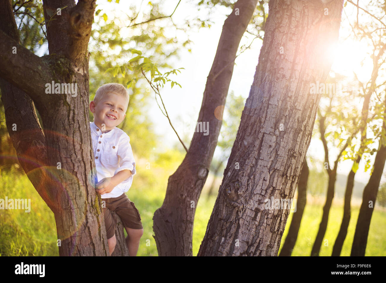 Petit Garçon jouant et escalade un arbre à l'extérieur dans un parc Banque D'Images