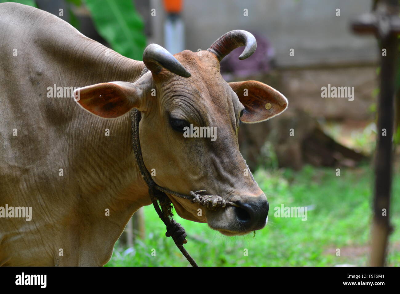 Kerala vache avec corde à travers son nez Banque D'Images