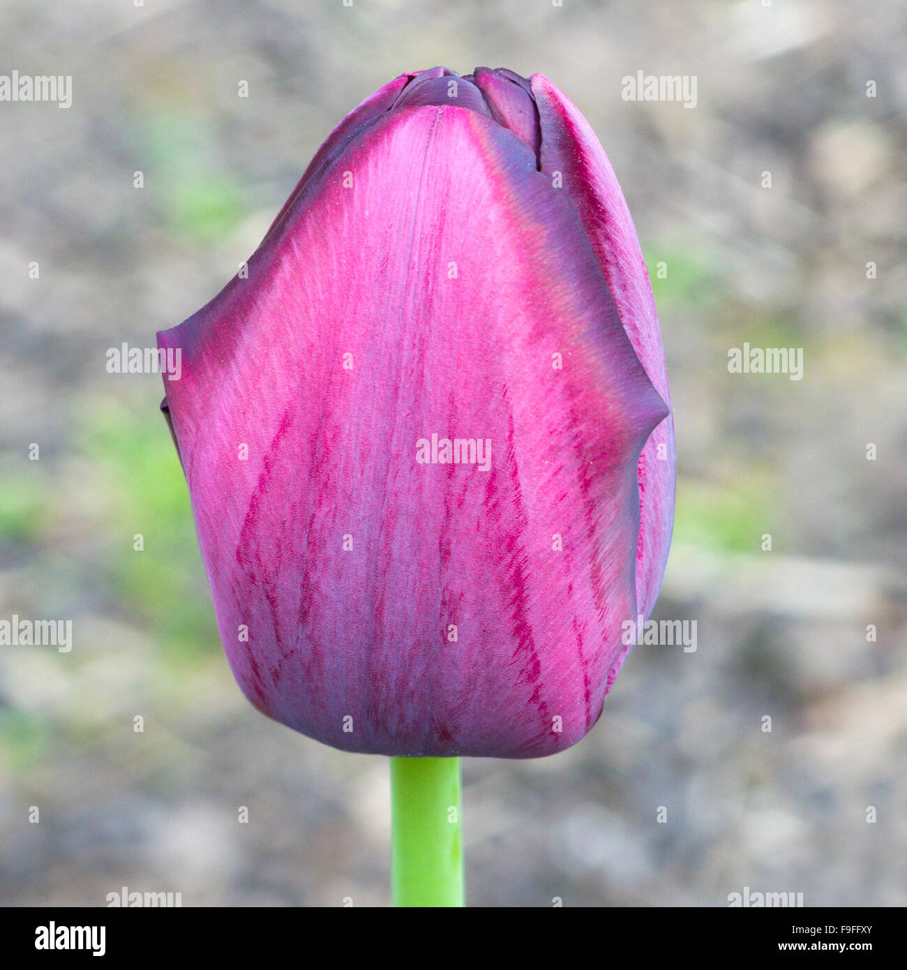 Fleur de tulipe 'Queen of night' Banque D'Images