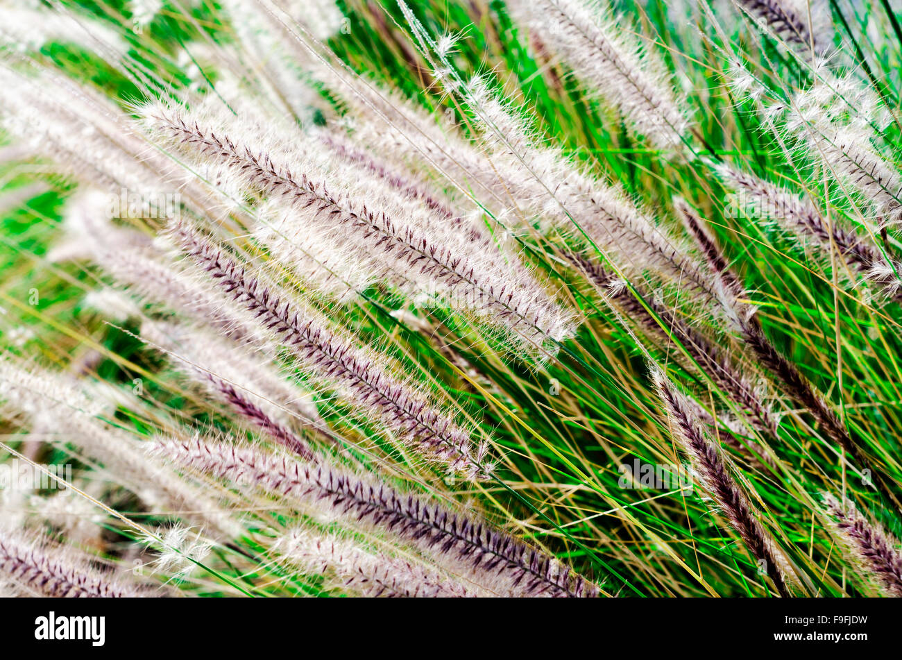 grain Banque D'Images