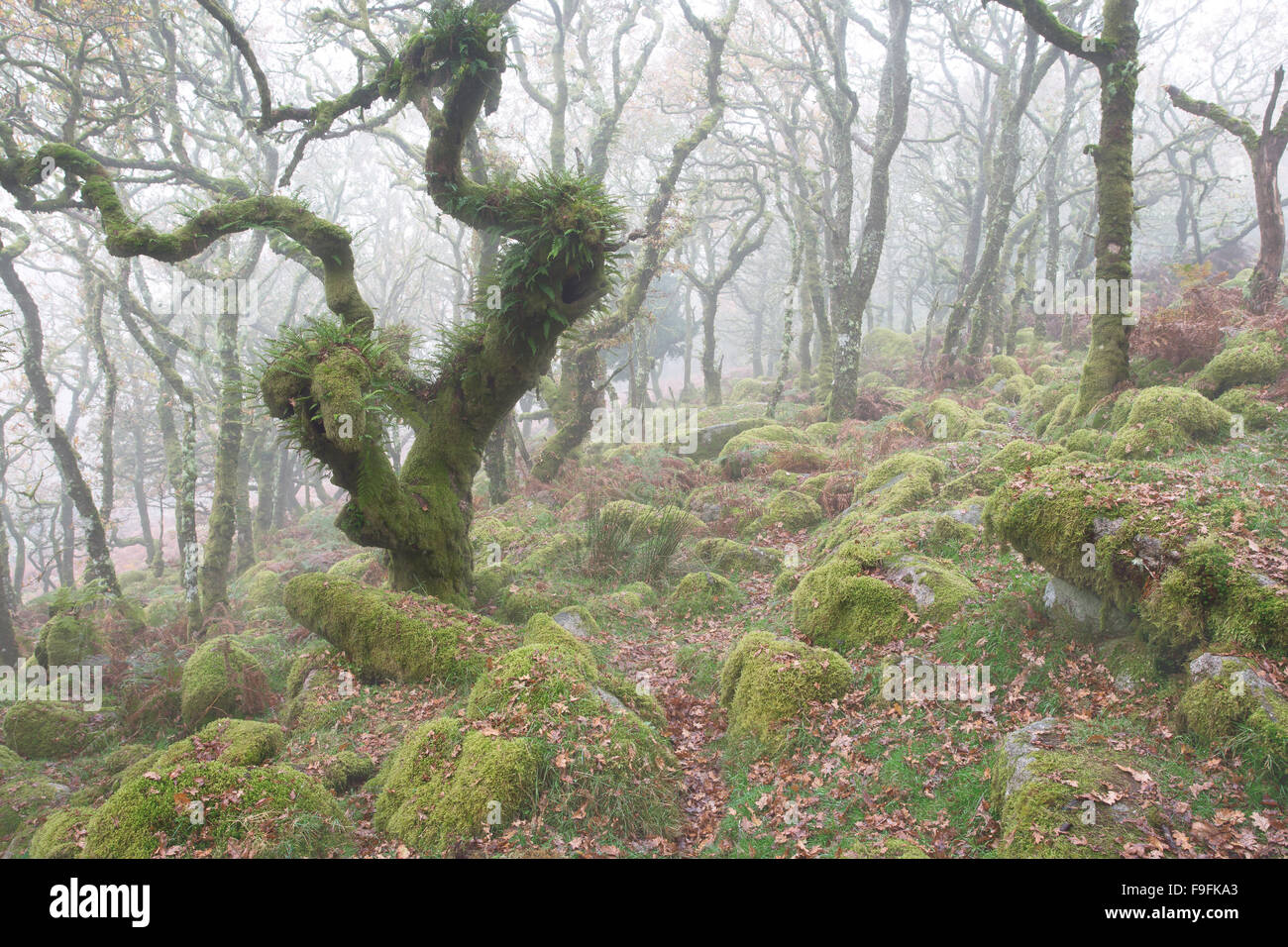 Chênes tordus dans un misty Wistmans Wood Dartmoor National Park Devon Uk Banque D'Images