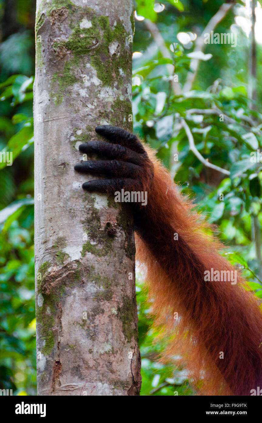 Main de l'orang-outan mâle alpha sur un arbre dans la jungle, Borneo Banque D'Images