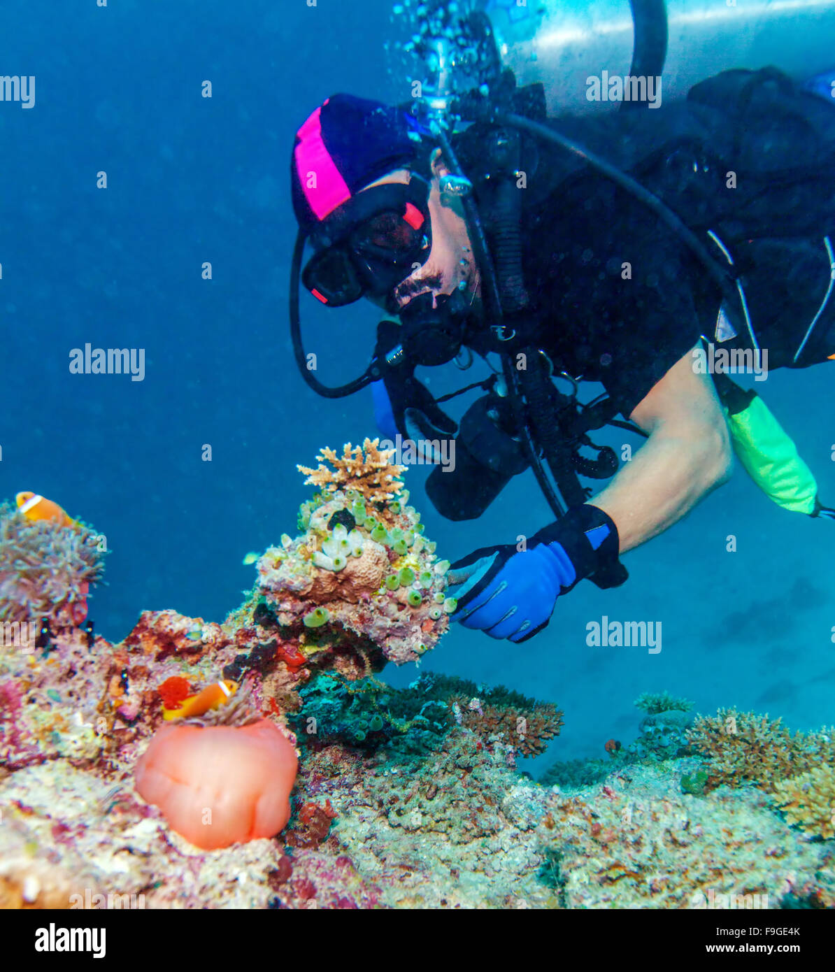 Grande anémone pourpre avec des poissons clown et Asian Man - Scuba Diver, Maldives Banque D'Images