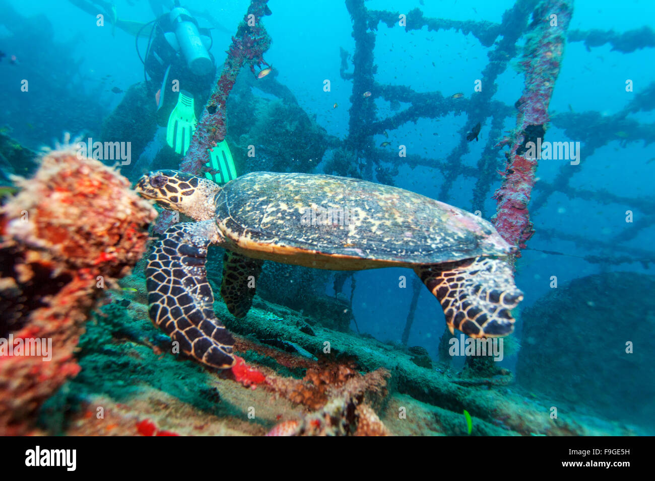 La tortue imbriquée (Eretmochelys imbricata) près de coraux, Maldives Banque D'Images