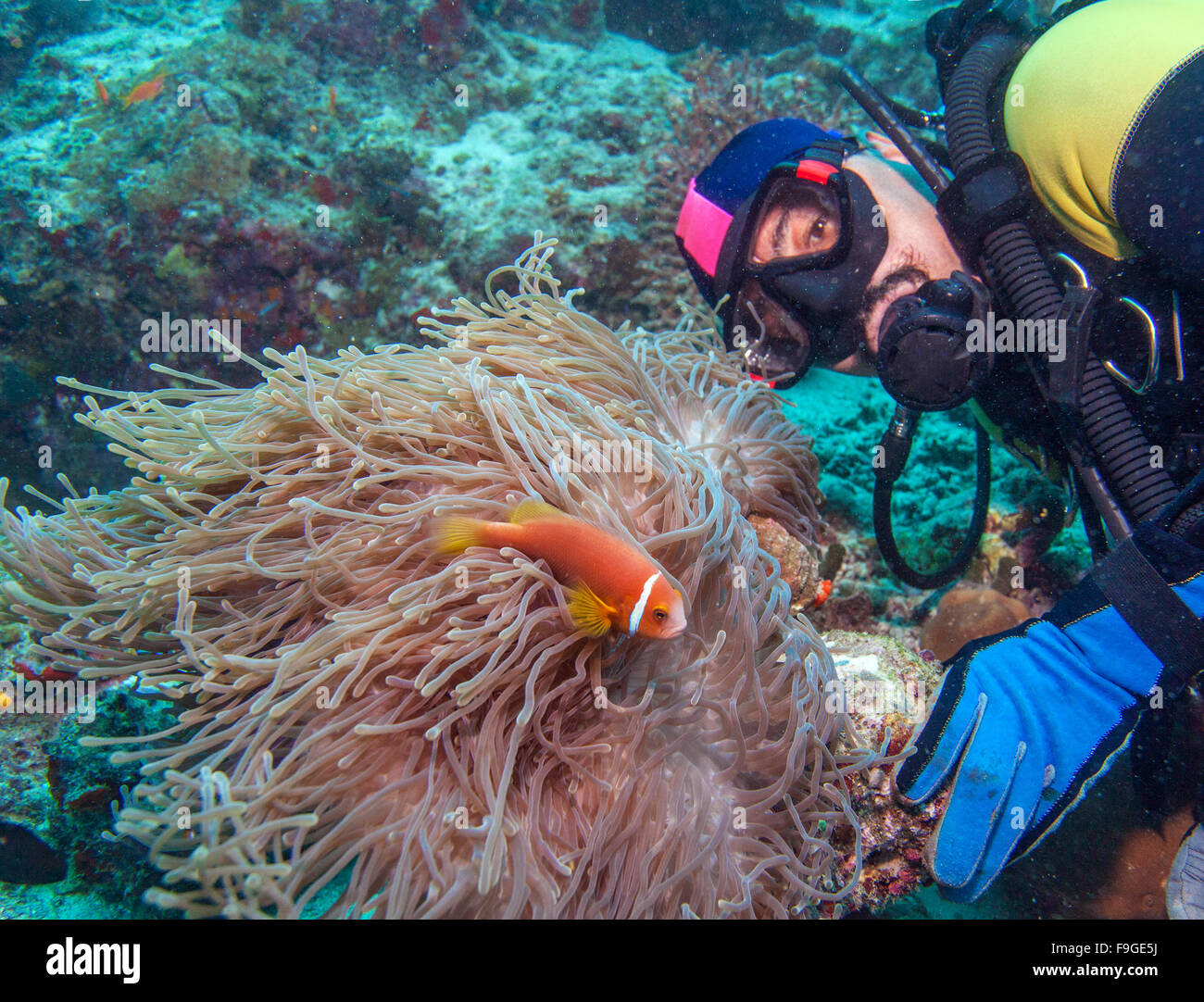 Grande anémone pourpre avec des poissons clown et Asian Man - Scuba Diver, Maldives Banque D'Images