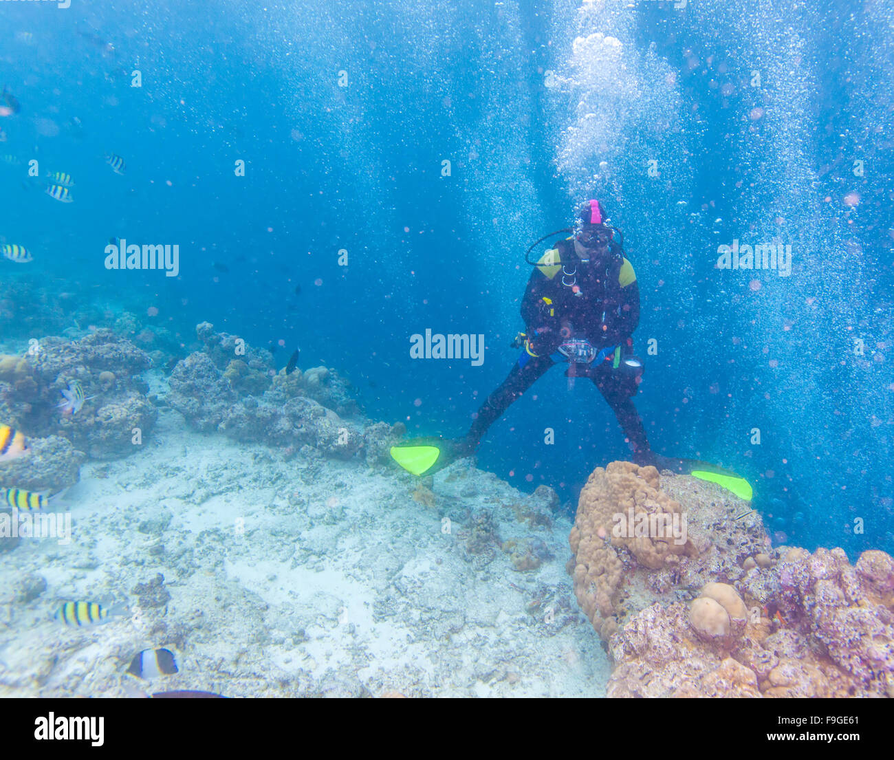 Free-diver avec appareil photo, Maldives Banque D'Images
