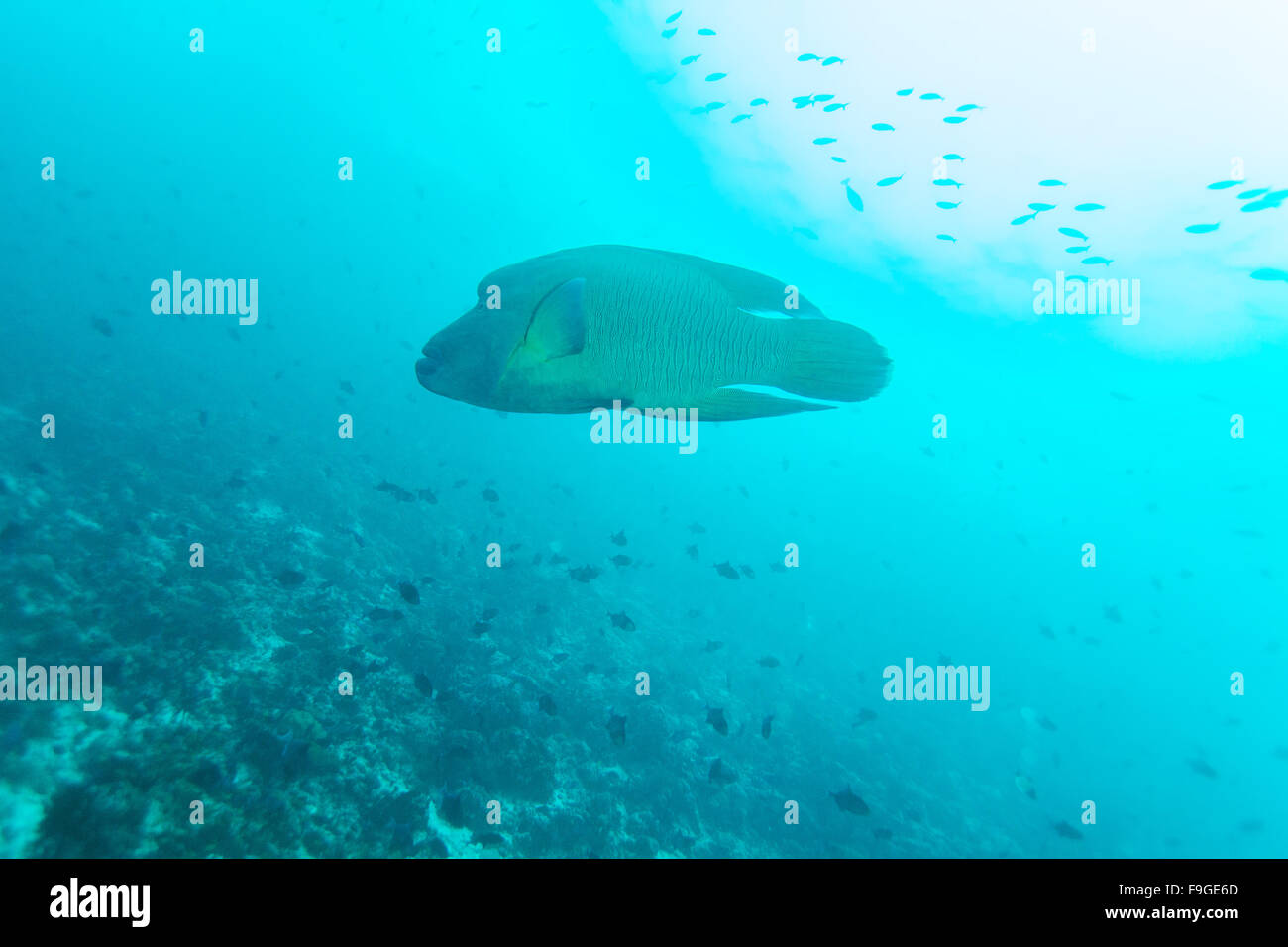 Poisson Napoléon, Napoléon (Cheilinus undulatus) dans la région de Ocean Blue, Maldives Banque D'Images