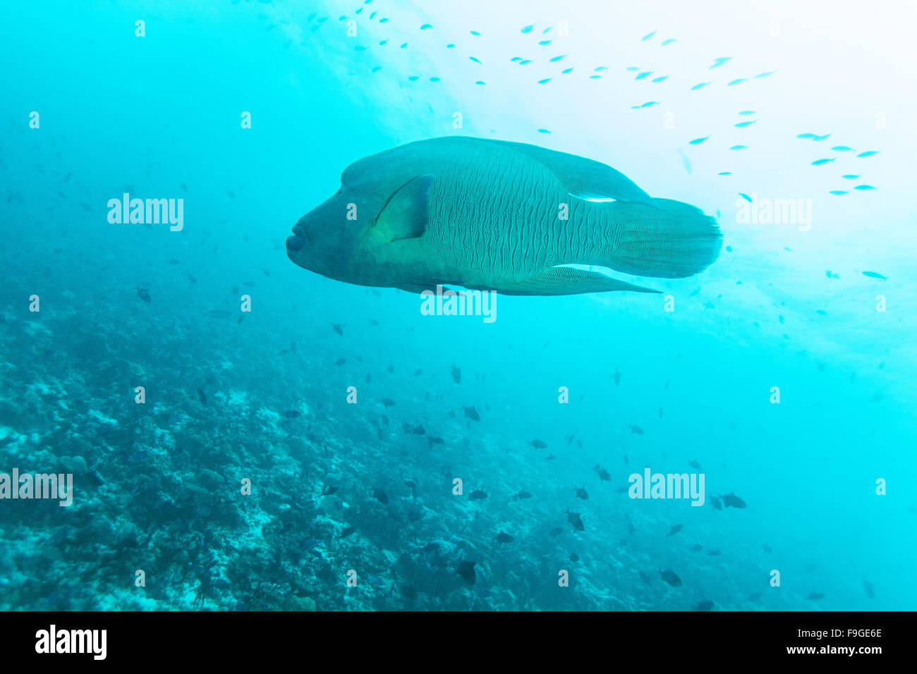 Poisson Napoléon, Napoléon (Cheilinus undulatus) dans la région de Ocean Blue, Maldives Banque D'Images