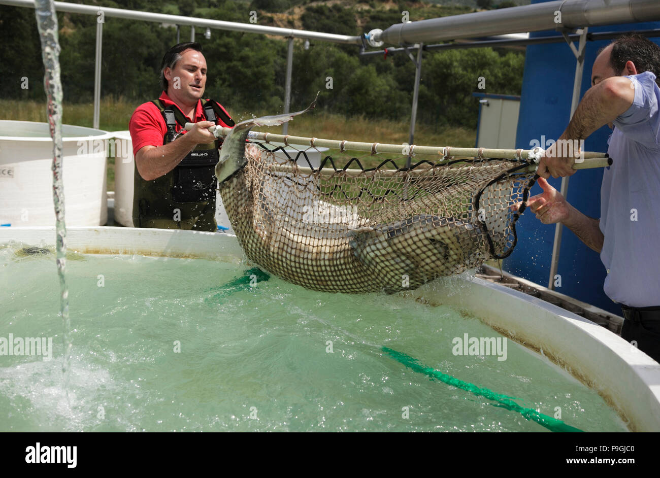Prendre de l'esturgeon, l'éleveur de poissons, Yesa Navarre. Espagne Banque D'Images