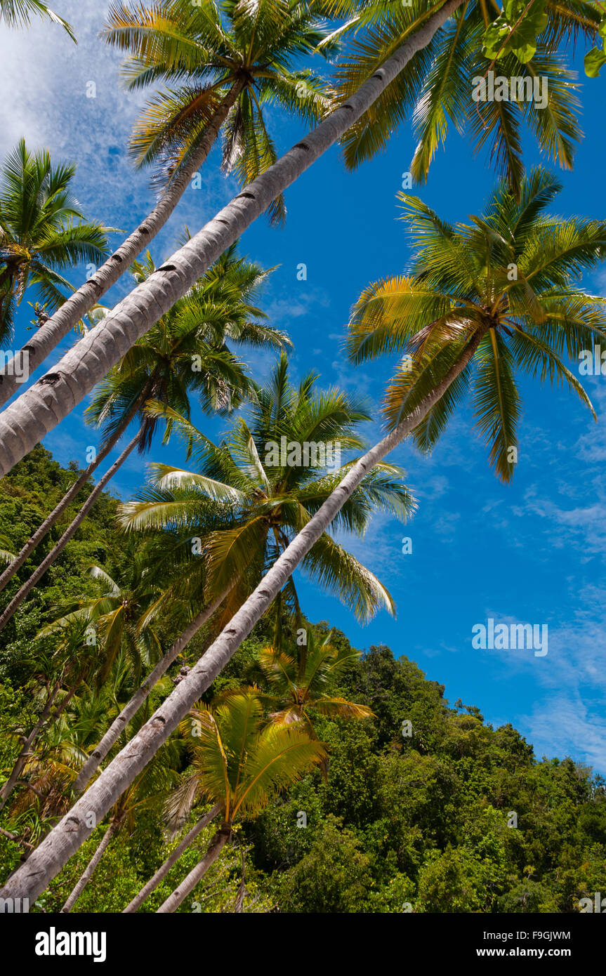 De très hauts palmiers par la plage et sous ciel bleu de Raja Ampat Banque D'Images