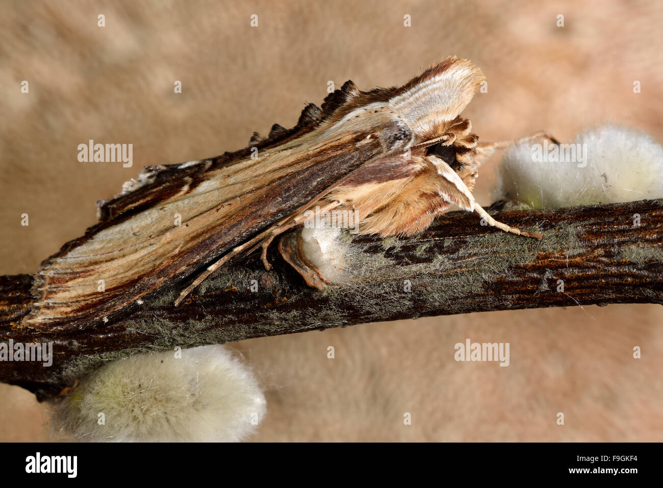 L'espèce de molène (Cucullia verbasci). Une espèce d'amphibien de la famille des Noctuidae au repos à salix Banque D'Images