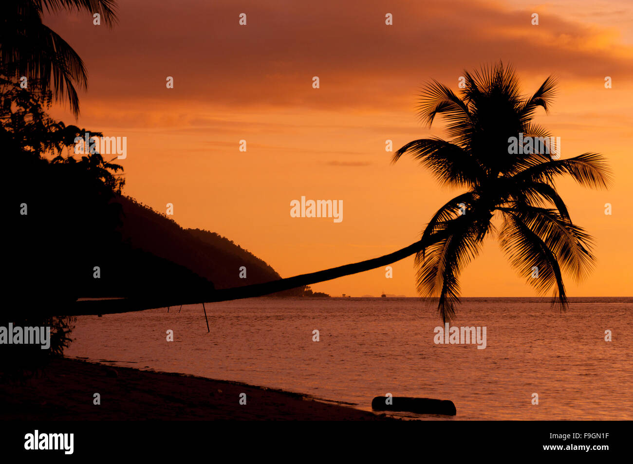 Coucher du soleil orange Silhouette d'un palmier horizontales suspendues sur la mer à plage de Raja Ampat Banque D'Images