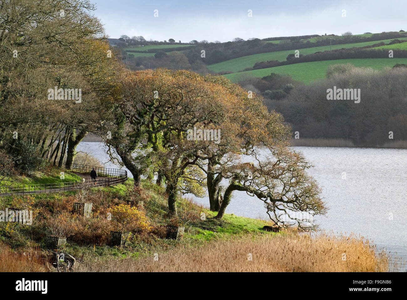 Bois et de Loe pool sur Penrose domaine près de Helston en Cornouailles, Royaume-Uni Banque D'Images Bois et de Loe pool sur Penrose domaine près de Helston en Cornouailles, Royaume-Uni Banque D'Images