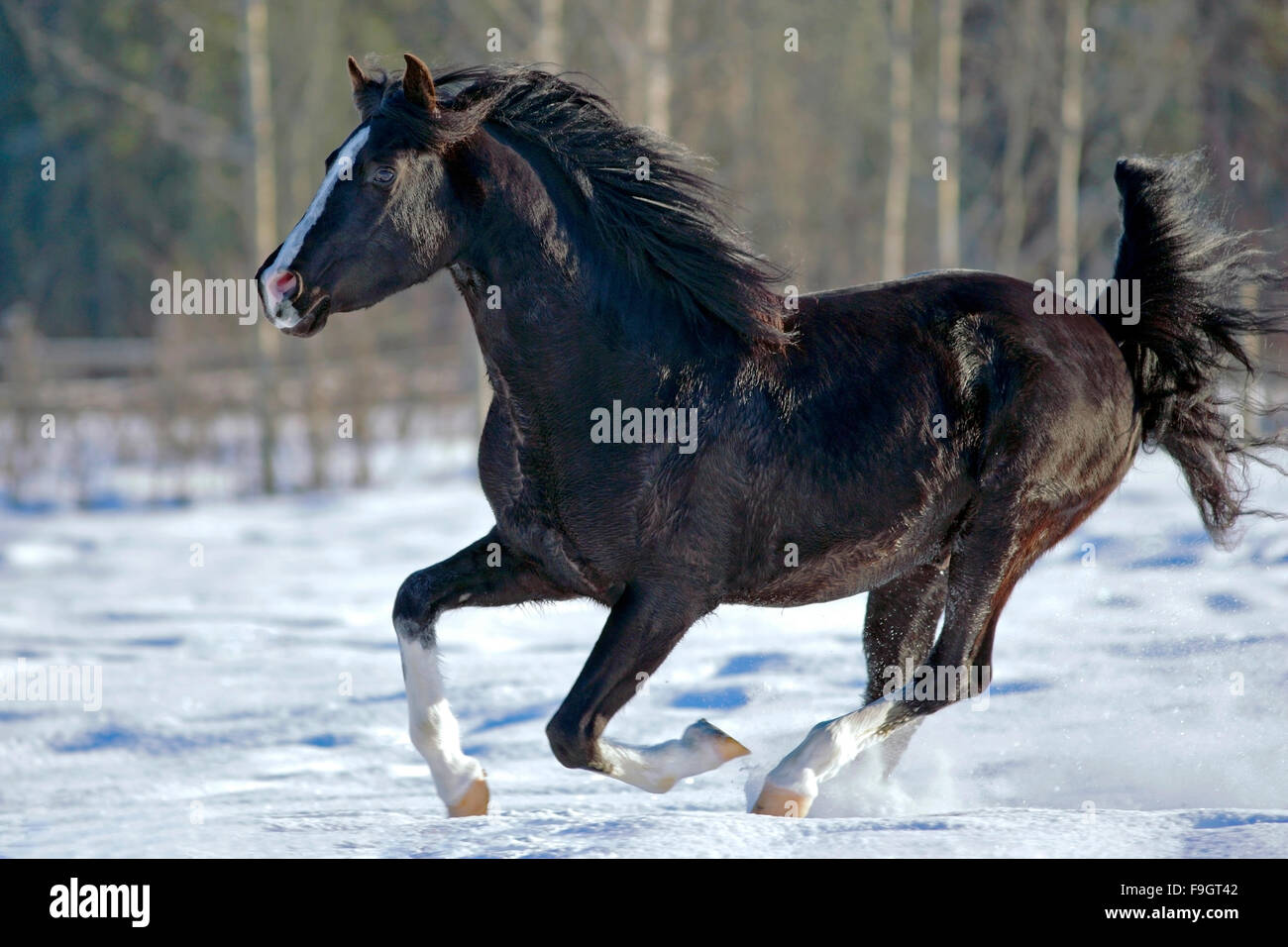 Étalon arabe noir galoper sur la neige Banque D'Images