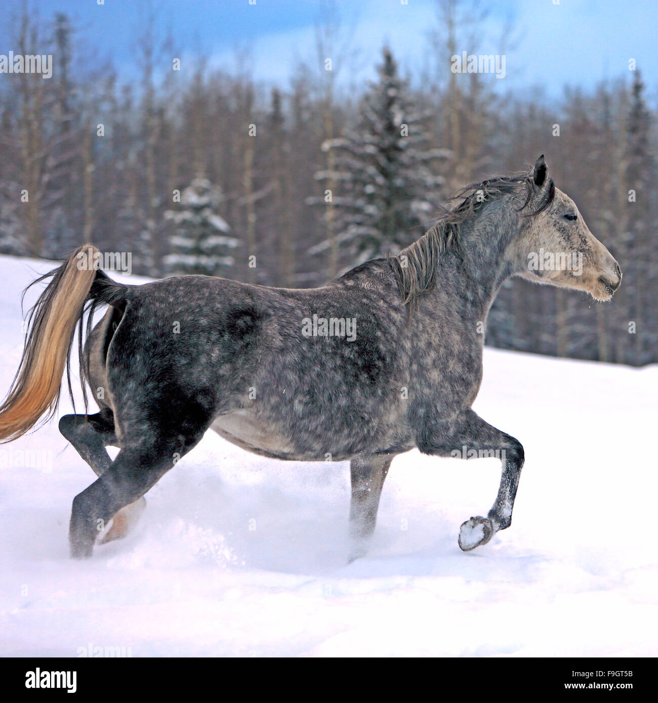 Pommelé gris Arabian tournant en hiver meadow Banque D'Images