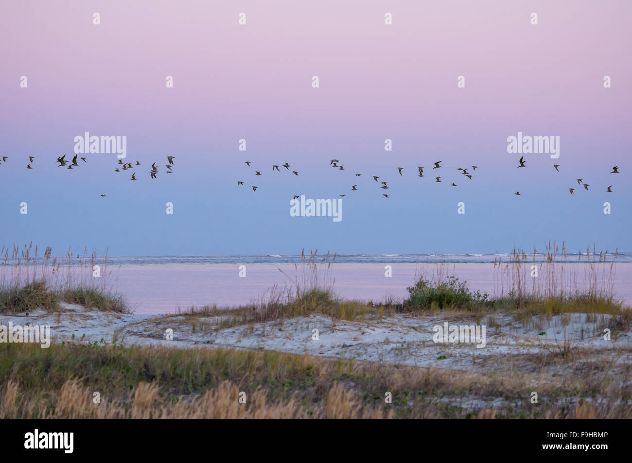 Troupeau de plus de vol des oiseaux au crépuscule de Ponce Inlet, Volushia County, Floride USA Banque D'Images