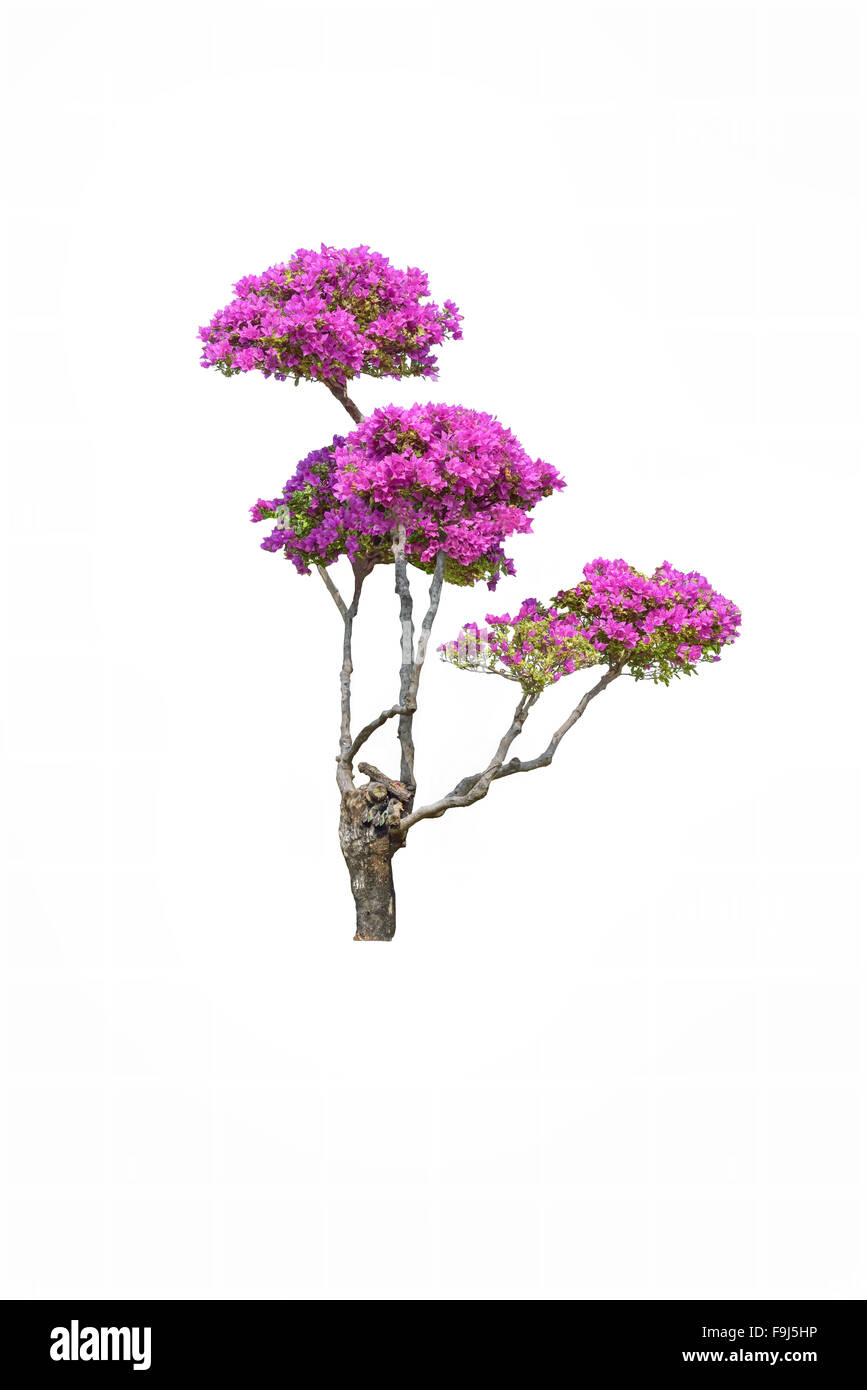 Arbre généalogique bougainvilliers ,Arbre en Thaïlande ,isolé sur fond blanc Banque D'Images