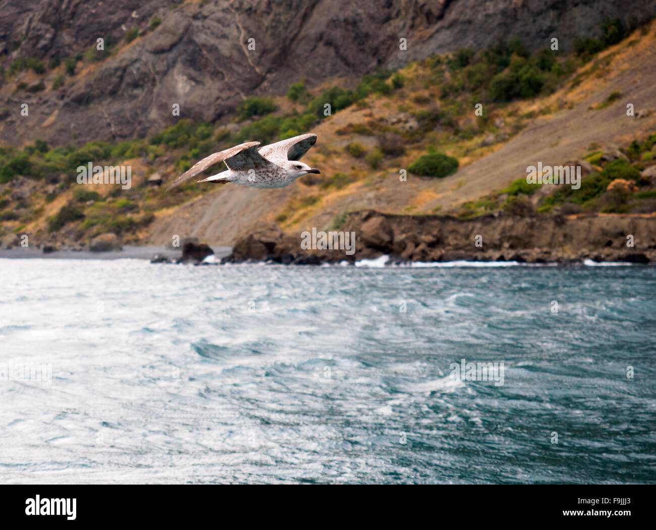 Mouette voler au-dessus de la mer contre les rochers du littoral Banque D'Images