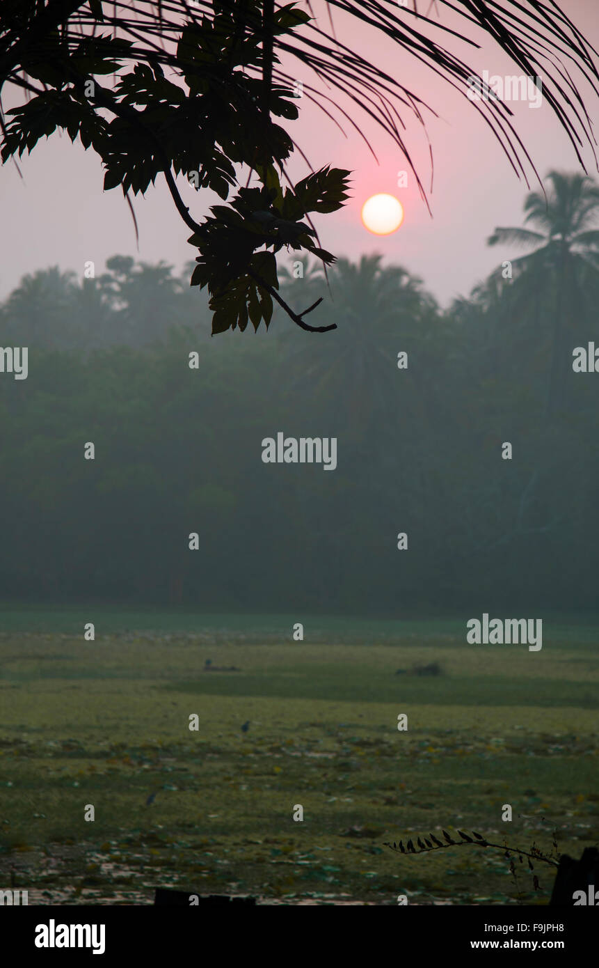 Lever du soleil paysage dans le brouillard contre un contour foncé de palmiers et de feuilles, un paysage, lever du soleil, un contour foncé, feuilles Banque D'Images