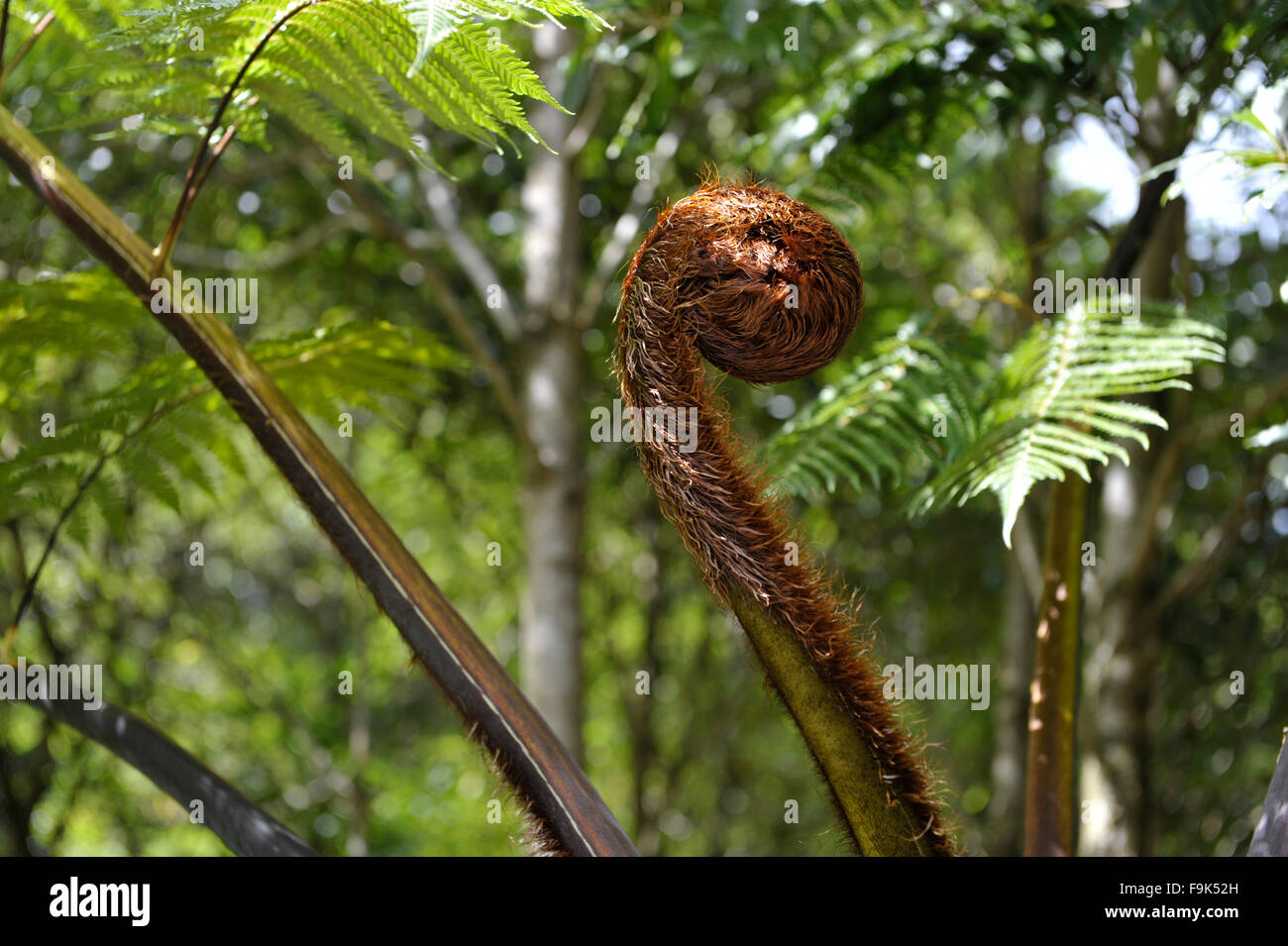 Fougère arborescente dans le Parque Natural da Ribeira dos caldeirões, São Miguel, Açores, Portugal Banque D'Images