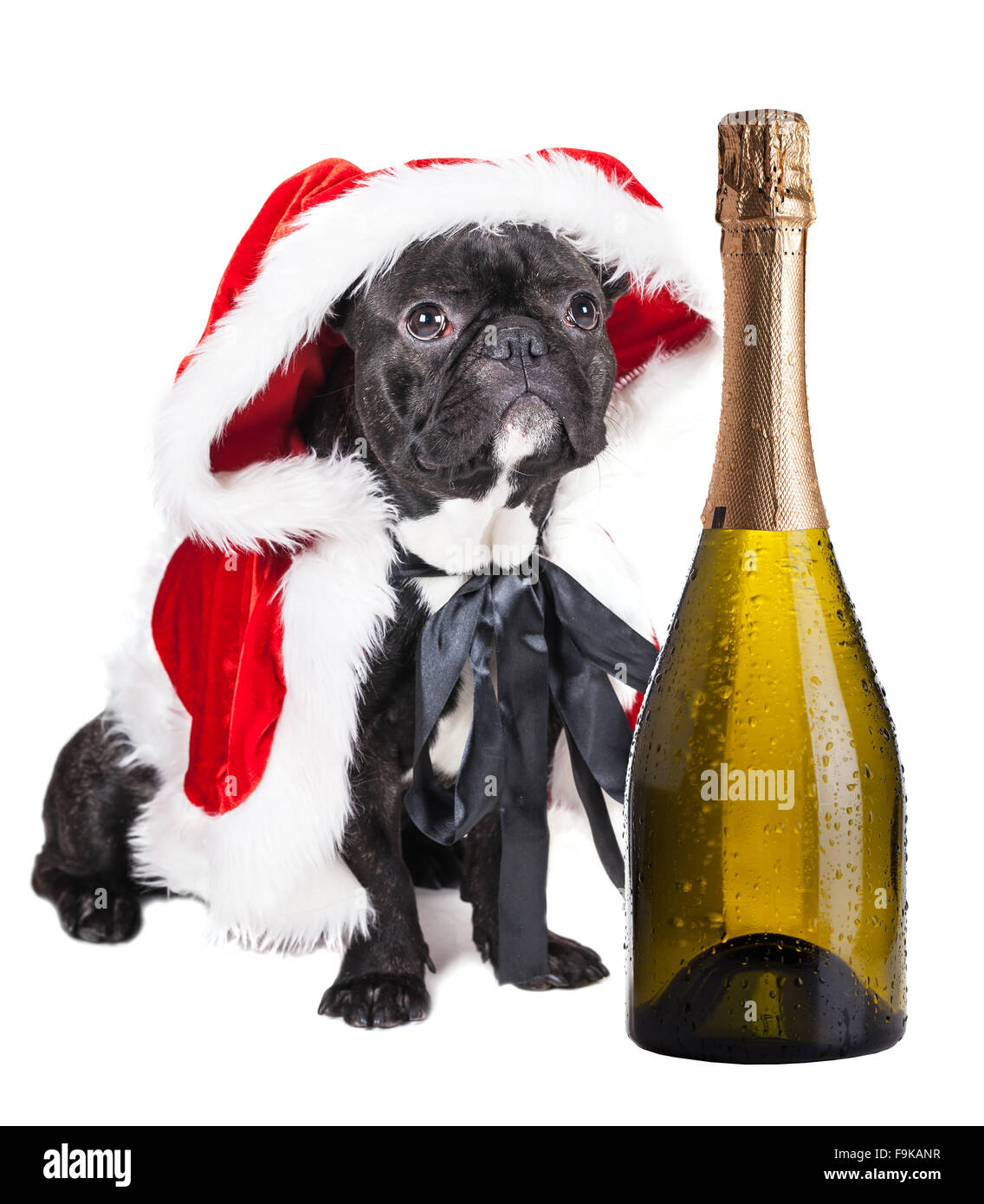 Bouledogue français avec champagne au costume du Nouvel An Banque D'Images