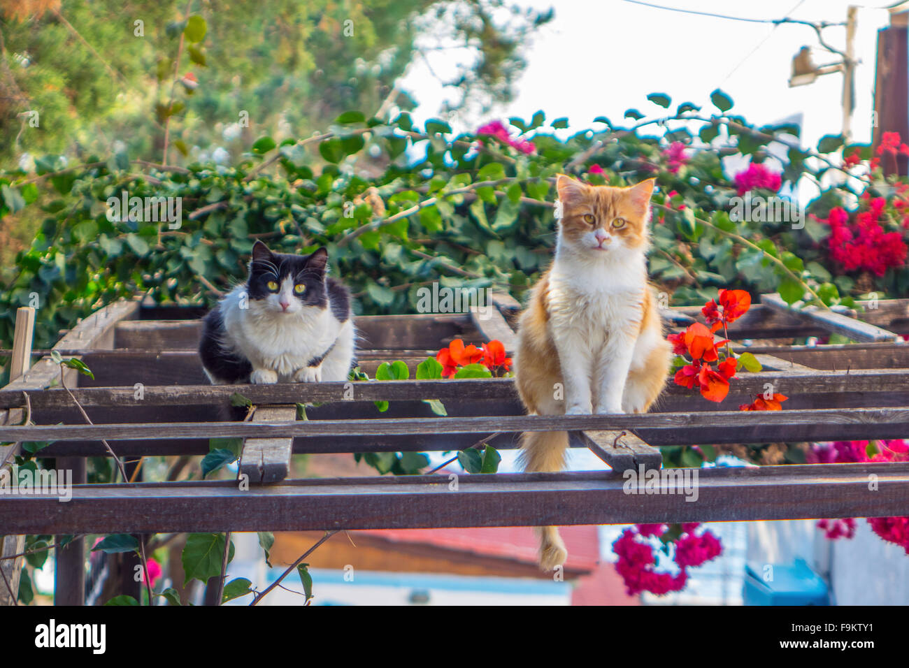 Deux chats sauvages looking at camera assis sur treillis en bois de bougainvilliers Banque D'Images
