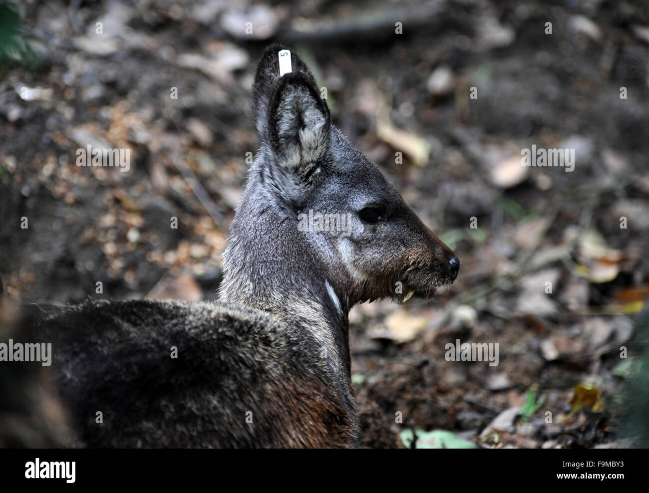 Un an et demi ans de cerfs porte-musc de Sibérie rares (Moschus moschiferus) bénéficie d'un boîtier rénové dans un zoo à Usti nad Labem, République tchèque, le 16 décembre 2015. Le cerf porte-musc de Sibérie est classée comme menacée, parce qu'il est chassé pour sa glande de musc. Caractéristiques les plus frappantes des cerfs porte-musc de Sibérie sont ses dents, qui poussent les hommes pour l'affichage au lieu de bois. (CTK) Zavoral Libor/Photo Banque D'Images