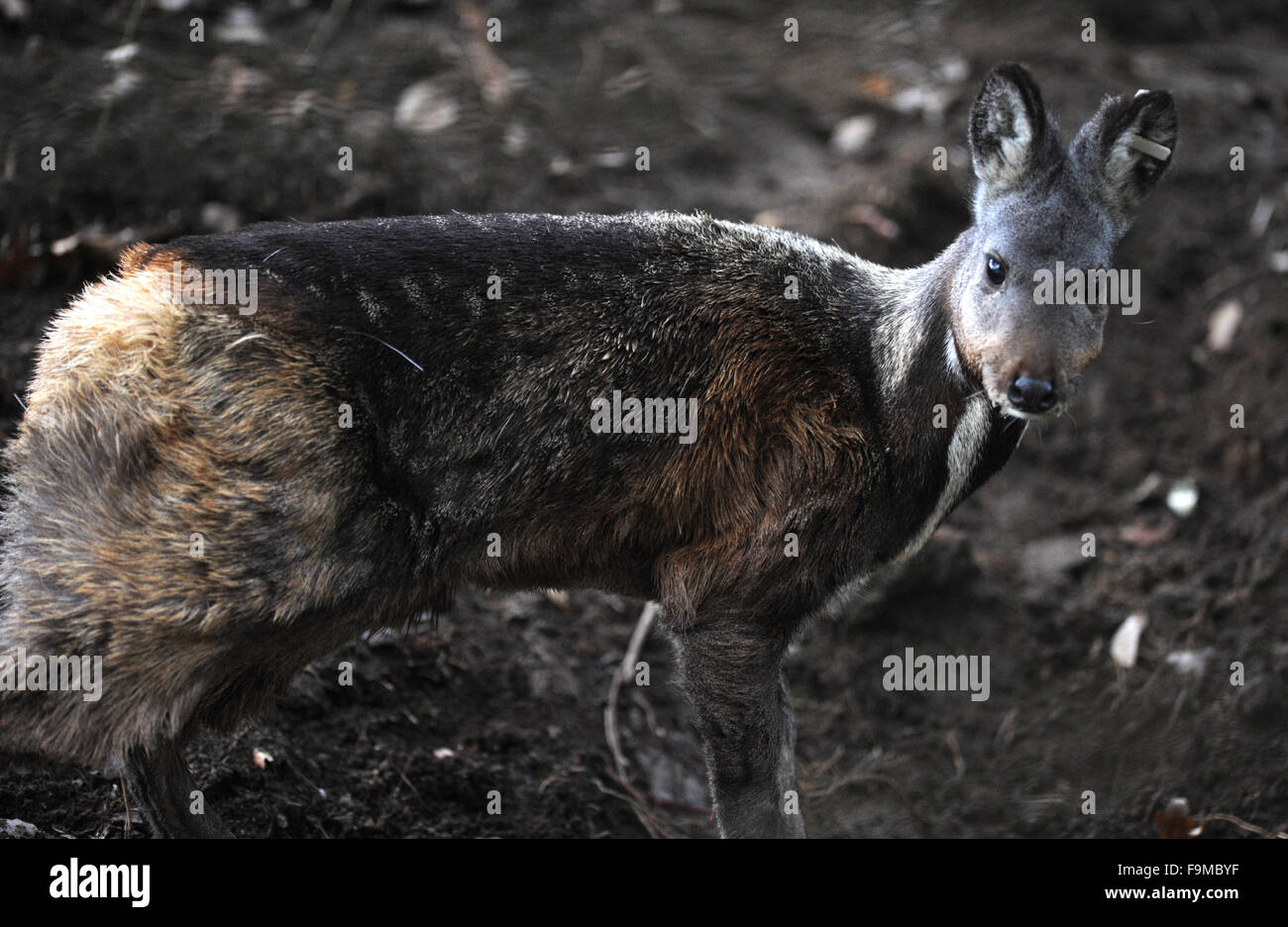 Un an et demi ans de cerfs porte-musc de Sibérie rares (Moschus moschiferus) bénéficie d'un boîtier rénové dans un zoo à Usti nad Labem, République tchèque, le 16 décembre 2015. Le cerf porte-musc de Sibérie est classée comme menacée, parce qu'il est chassé pour sa glande de musc. Caractéristiques les plus frappantes des cerfs porte-musc de Sibérie sont ses dents, qui poussent les hommes pour l'affichage au lieu de bois. (CTK) Zavoral Libor/Photo Banque D'Images