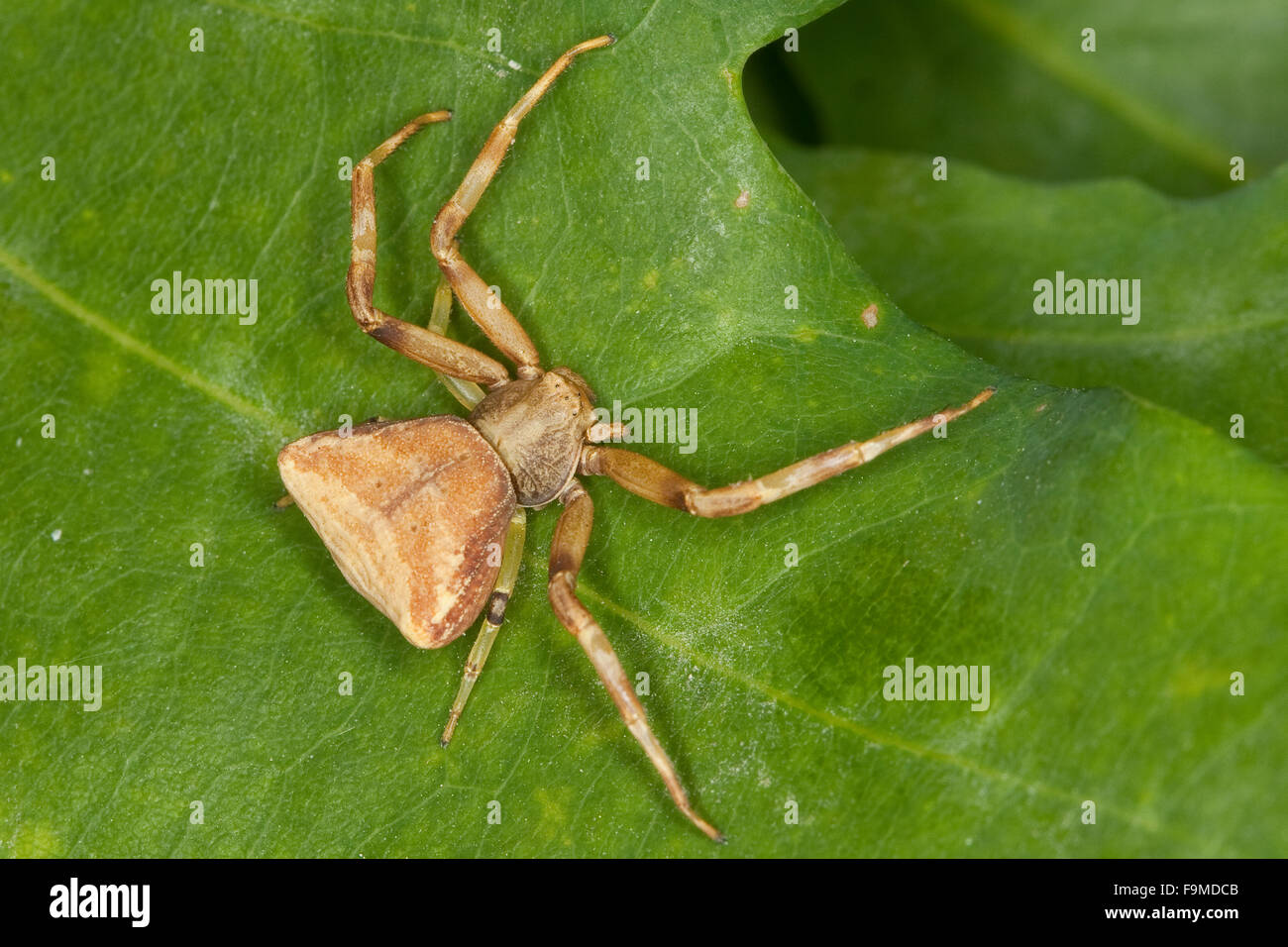 Araignée Crabe, femme, Krabbenspinne Weibchen Pistius truncatus,,,,, Krabbenspinnen Thomisidae araignées-crabes Banque D'Images