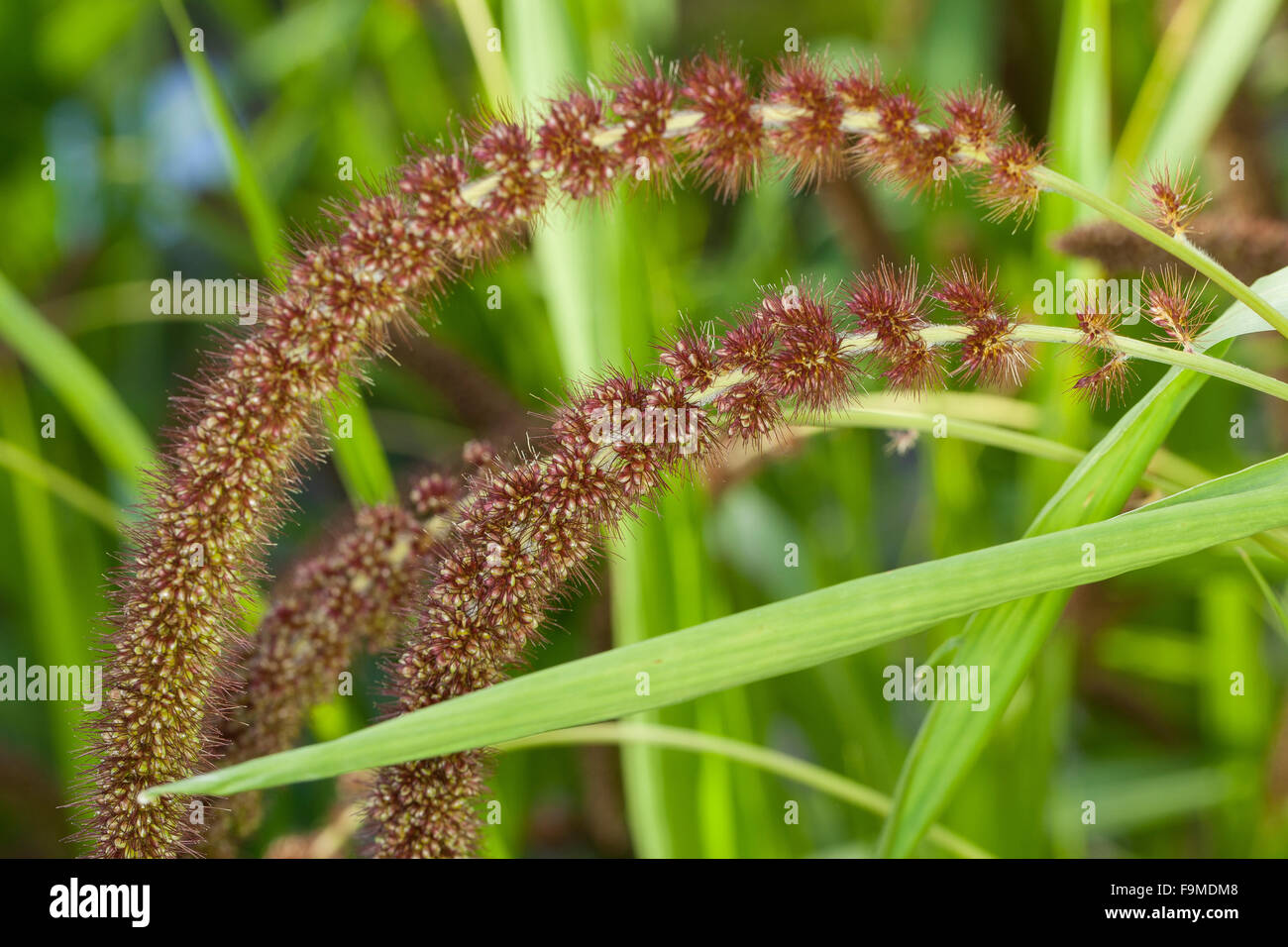 Le millet, millet allemand, de soies, d'herbe, Kolben-Hirse Kolbenhirse, Hirse, Borstenhirse, Setaria italica, Panicum italicum Banque D'Images