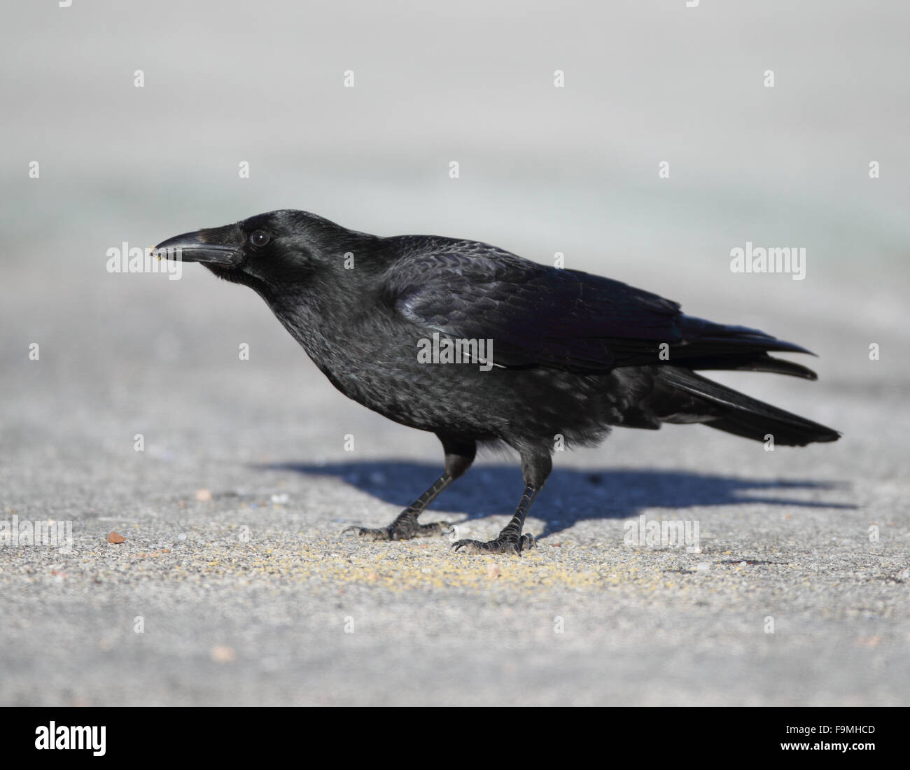 Grand corbeau - Corvus corax Banque D'Images