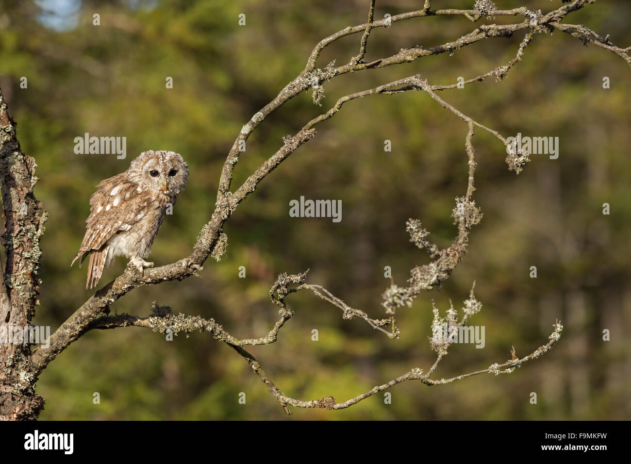 Waldkauz Chouette hulotte Strix Aluco enr / ( ) perché sur une branche d'un arbre sec, près du bord d'une forêt. Banque D'Images