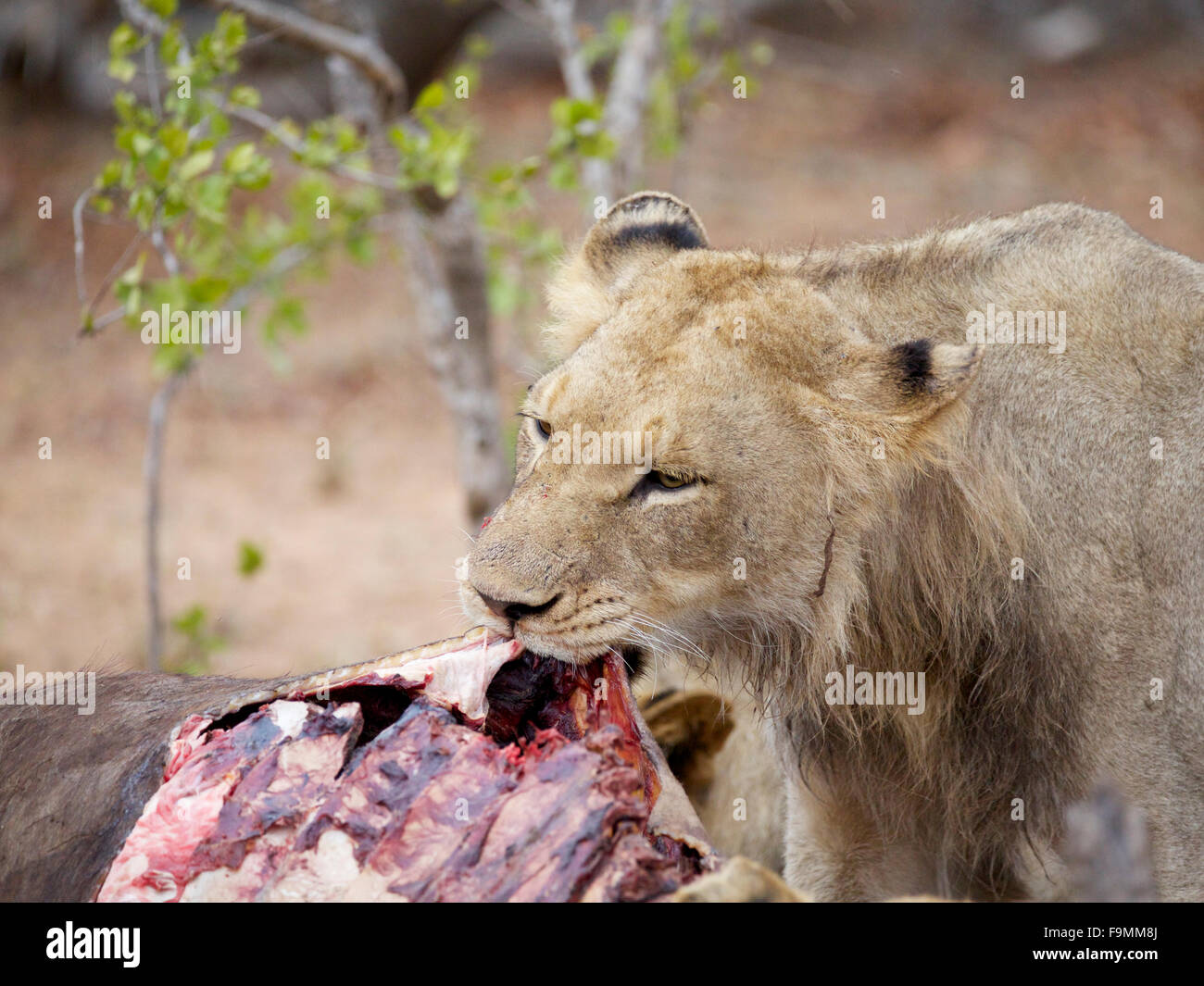 Un jeune homme lion d'enlever la peau d'une carcasse de bison pour atteindre t la partie charnue. Banque D'Images