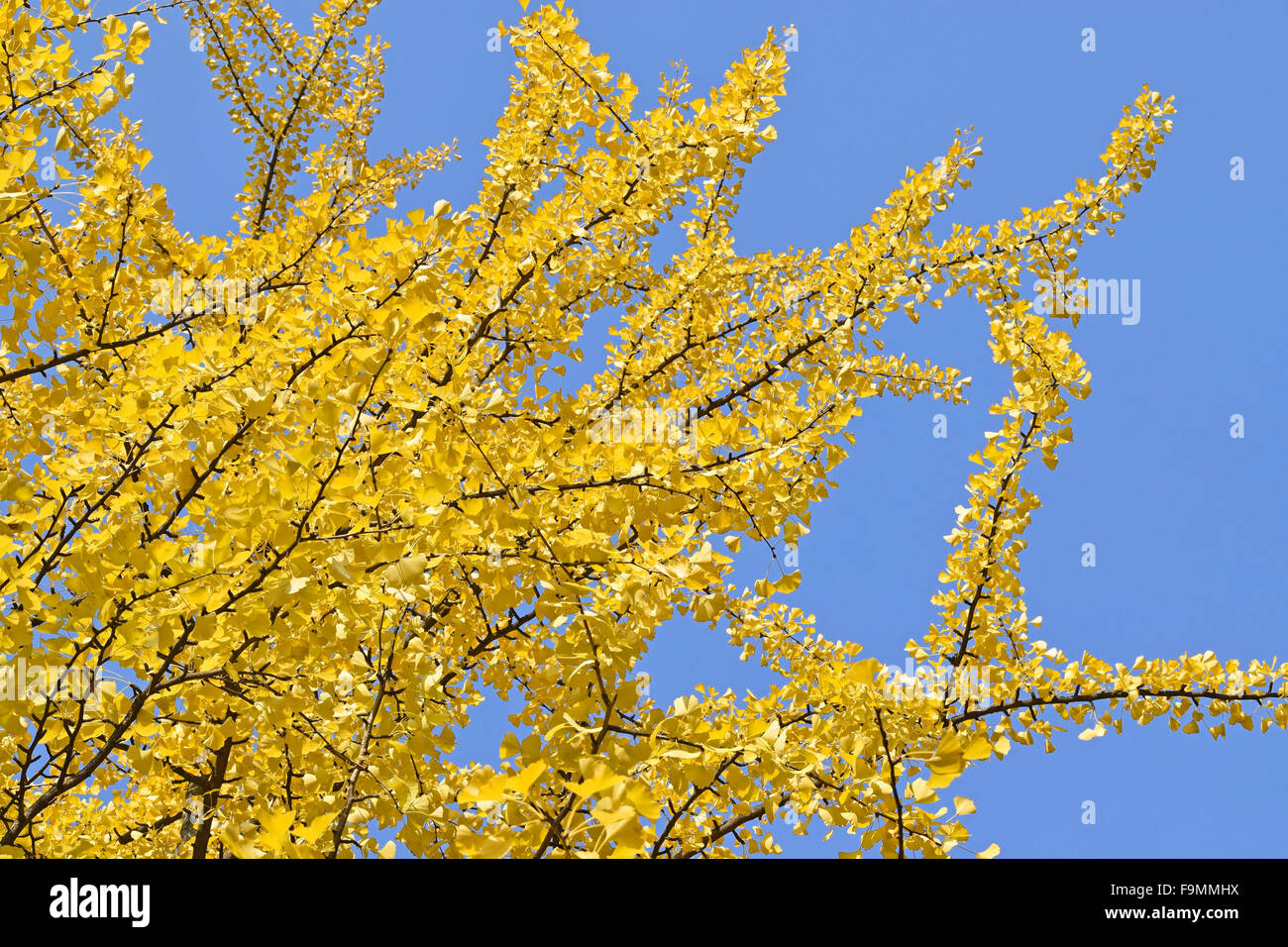 Arbre de ginkgo feuilles en automne Banque D'Images