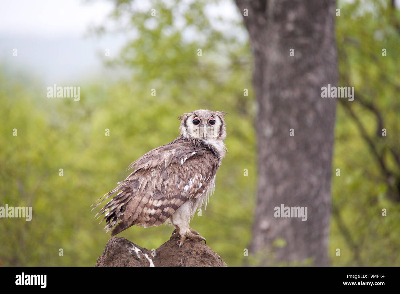 Un aigle géant Owl perché sur une termitière dans le Parc National Kruger en Afrique du Sud Banque D'Images