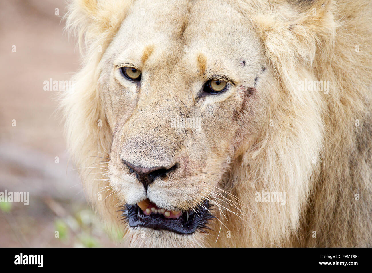 Close up of a male African lion (Panthera leo) au Parc National Kruger en Afrique du Sud Banque D'Images