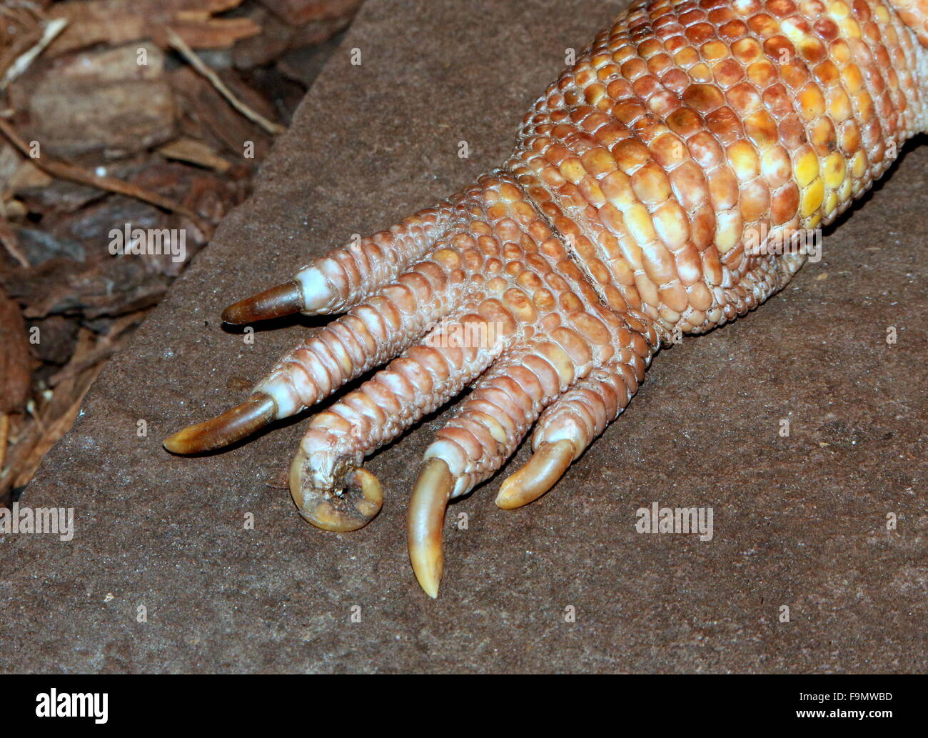 Griffe avant d'une femme rouge lézard géant d'Argentine (Tupinambis rufescens tégu, Salvator rufescens) Banque D'Images