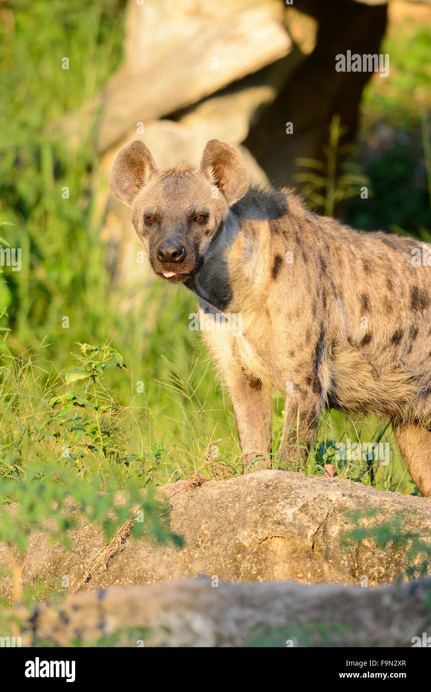 Belle hyènes (Hyaena hyaena) à sa proie Banque D'Images