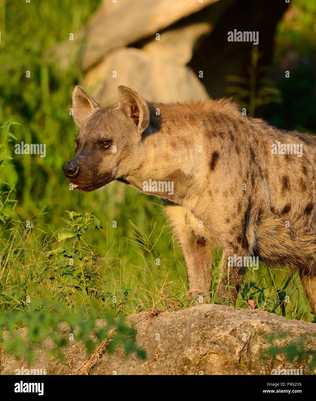 Belle hyènes (Hyaena hyaena) à sa proie Banque D'Images