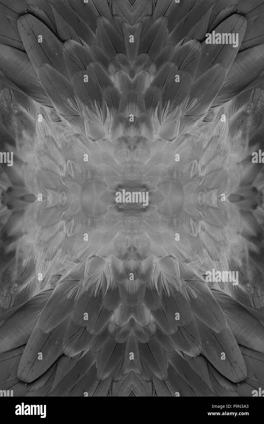 Beau vert-winged Macaw (Ara chloropterus) retour feather Banque D'Images