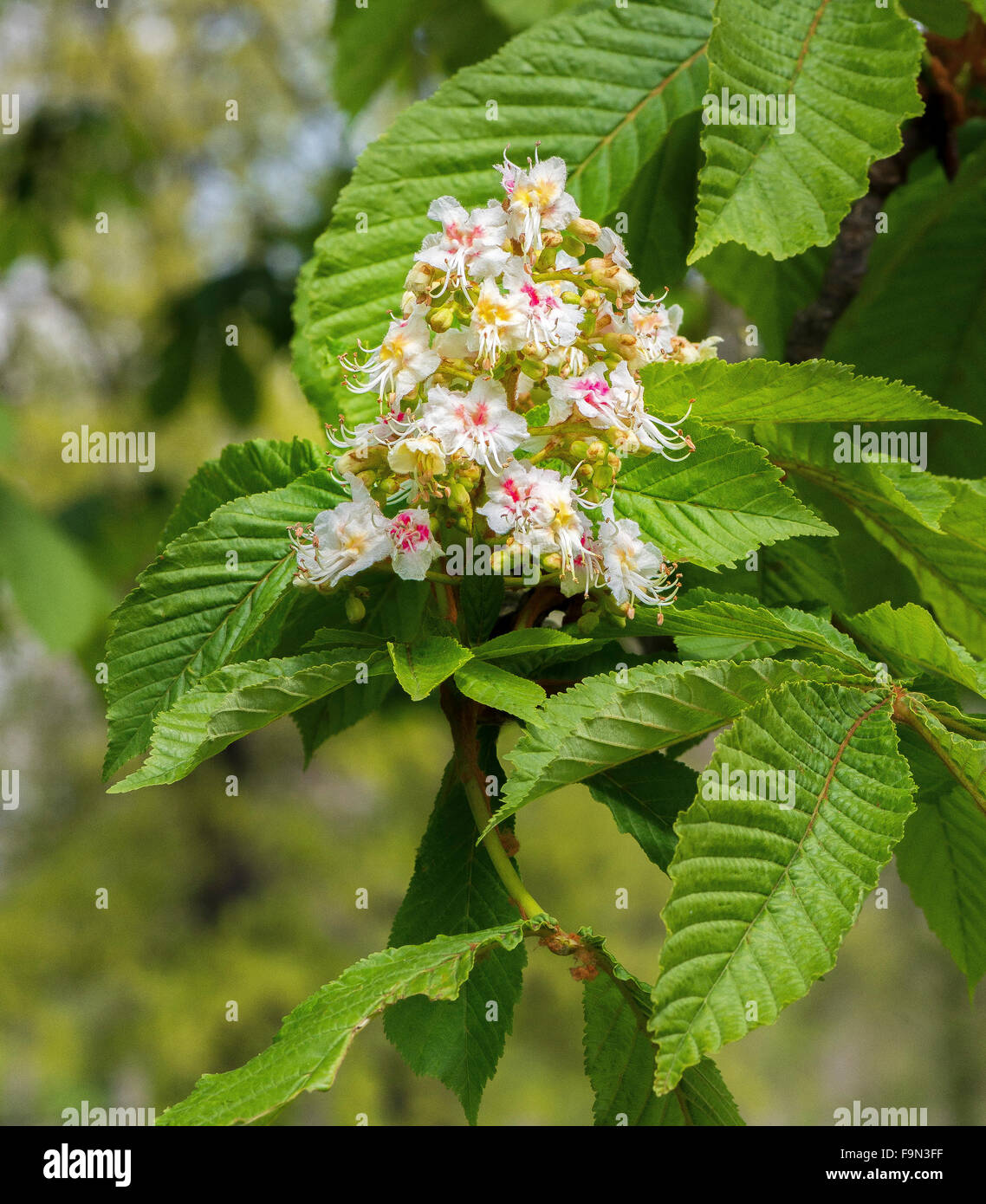 Horse Chestnut Tree feuilles et fleurs Banque D'Images