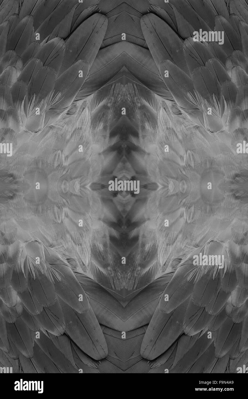 Beau vert-winged Macaw (Ara chloropterus) retour feather Banque D'Images