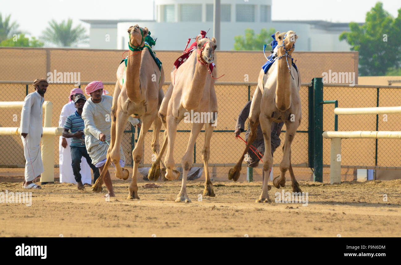 Course de chameaux dans les Emirats Arabes Unis Banque D'Images