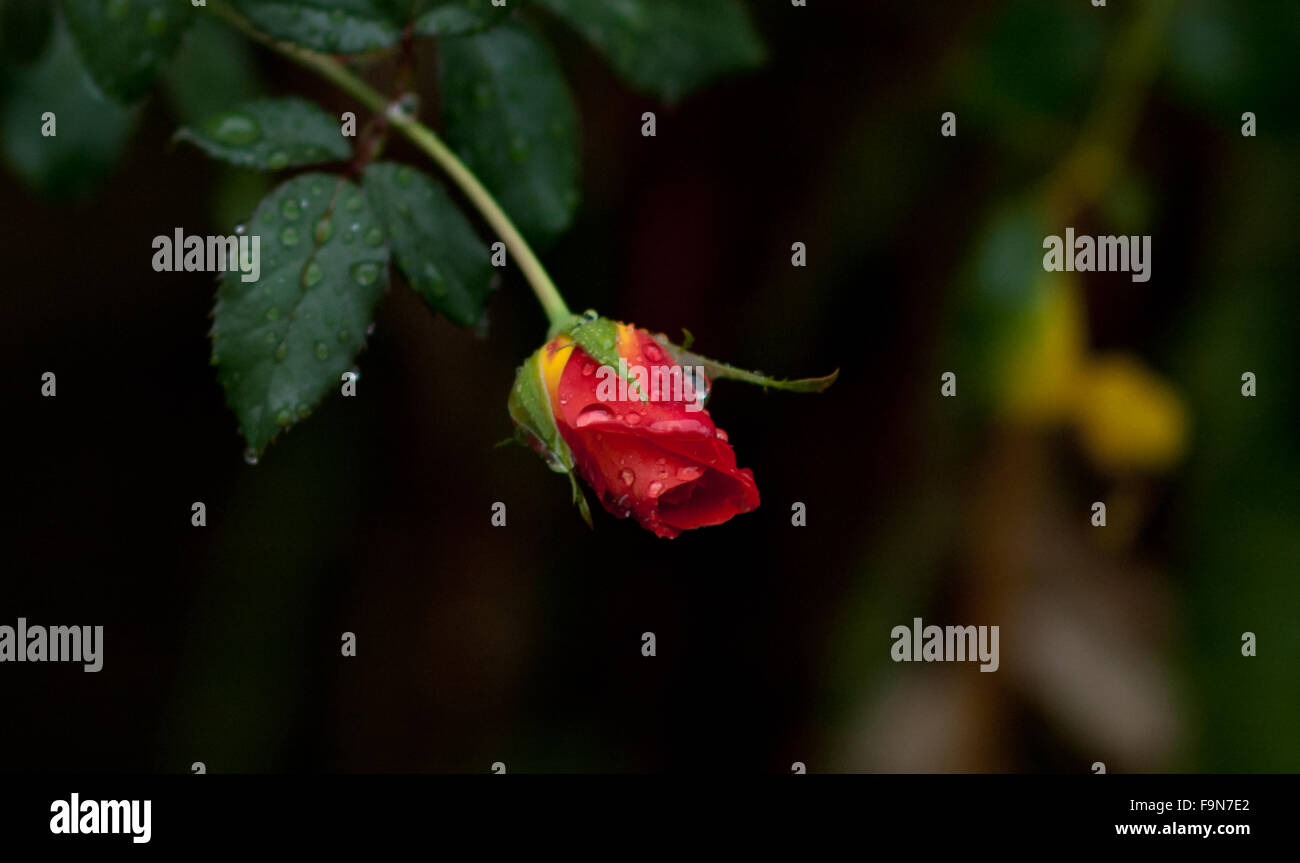 Gouttes de pluie sur les fleurs de rose rouge - toile vert foncé Banque D'Images