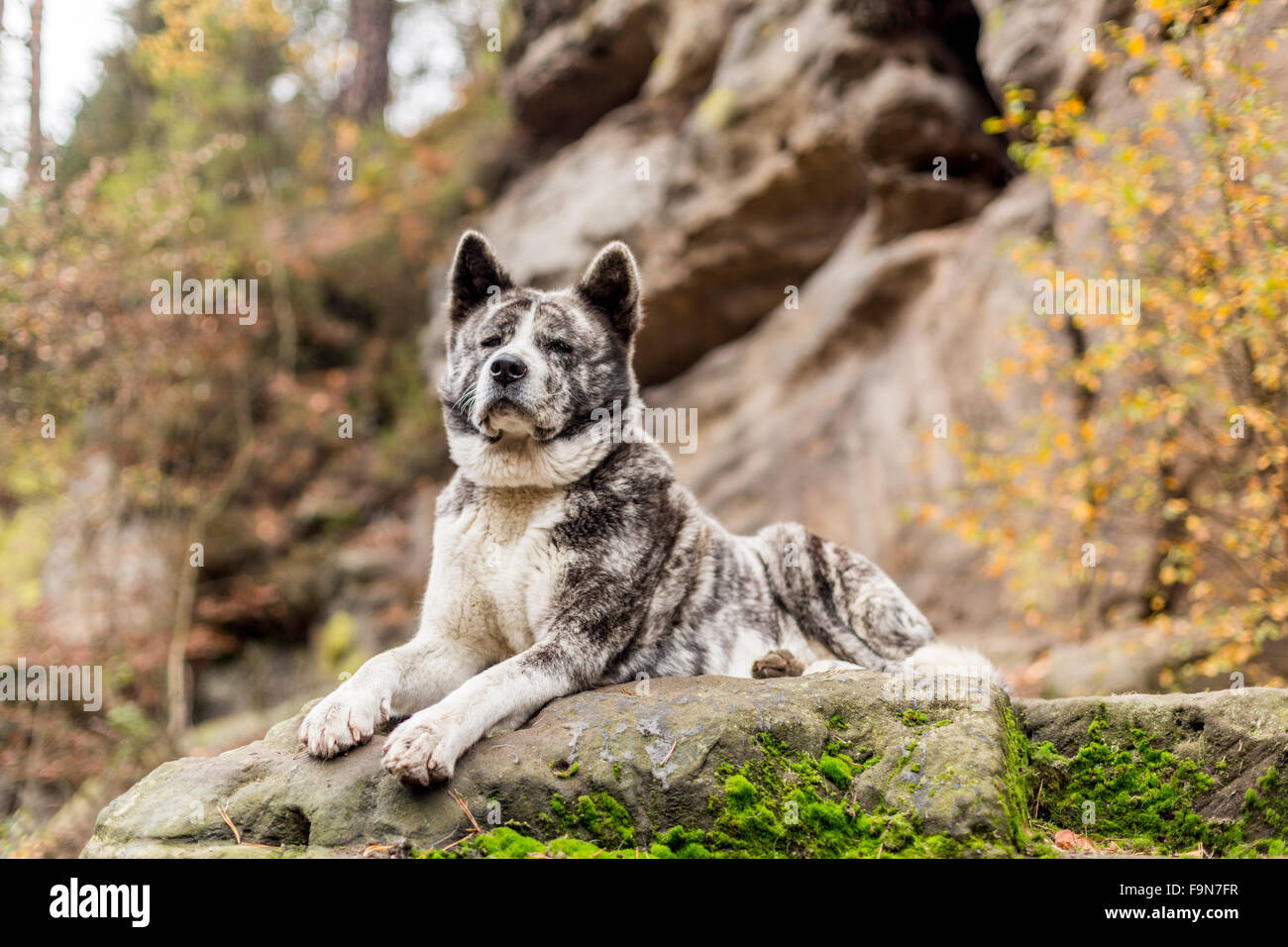 Portrait de chien akita inu dans la nature Banque D'Images